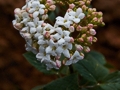 Viburnum x carlcephalum IMG_9362 Kalina angielska